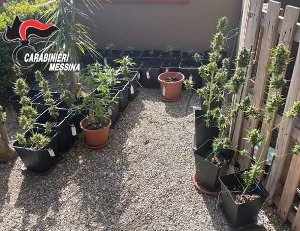 Piantagione di marijuana dietro la piscina del figlio, 34enne arrestato