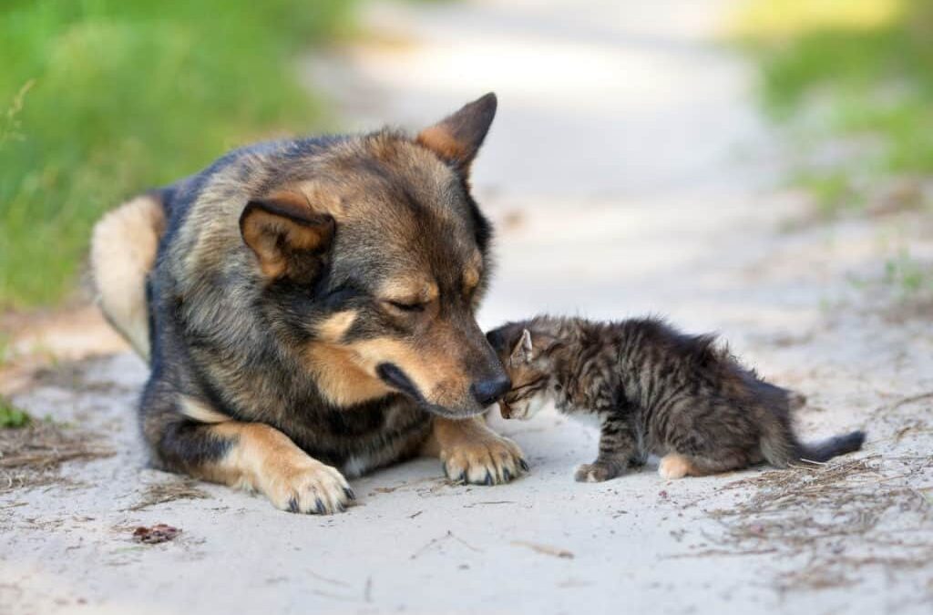 Barcellona PG. Concessi in comodato d’uso gratuito locali per ambulatorio veterinario