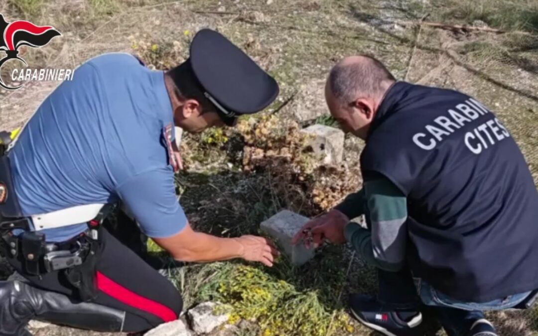 Scoperta attività di bracconaggio, caccia con mezzi vietati e maltrattamento di animali: denunciato 52enne